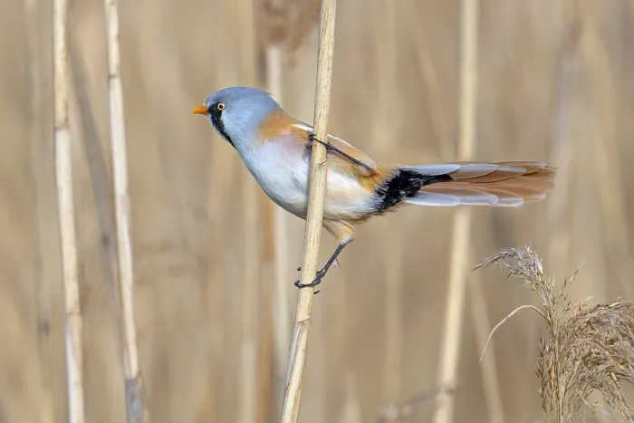 Gerahmter Druck : Bartmeise. Bearded reedling, bearded tit (Panurus biarmicus) adult male Gerahmter Druck : Bartmeise. Bearded reedling, bearded tit (Panurus biarmicus) adult male