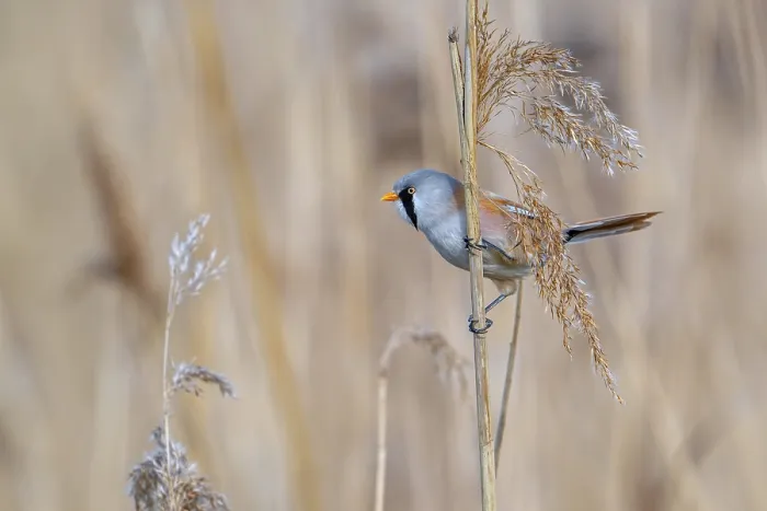 Gerahmter Druck : Bearded reedling Gerahmter Druck : Bearded reedling