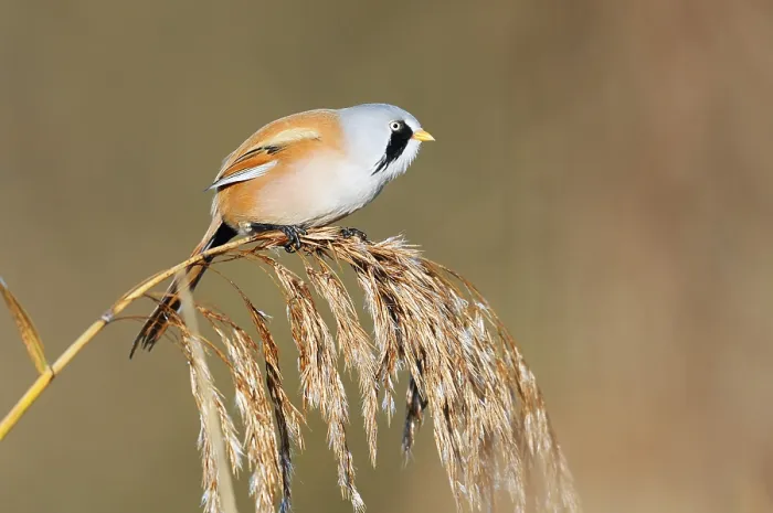 Gerahmter Druck : Bartmeise (Panurus biarmicus) Gerahmter Druck : Bartmeise (Panurus biarmicus)