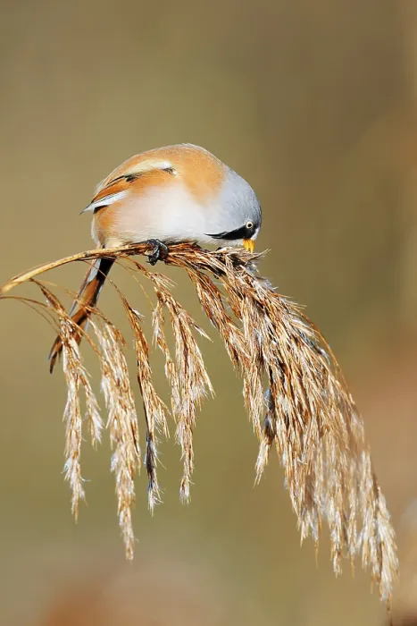 Gerahmter Druck : Bartmeisen (Panurus biarmicus) Gerahmter Druck : Bartmeisen (Panurus biarmicus)
