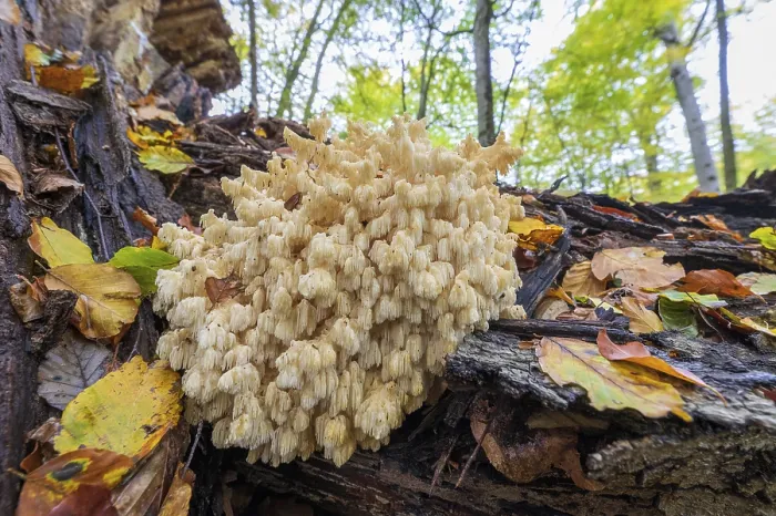 Gerahmter Druck : Bärenschopf (Hericium coralloides)