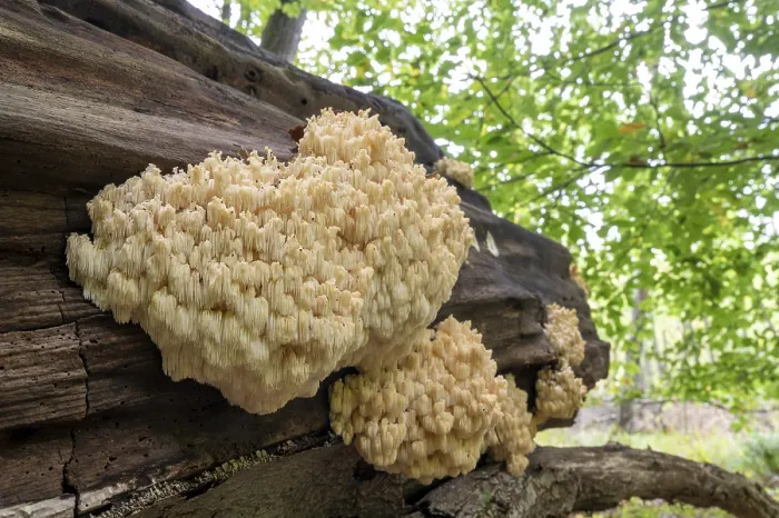 Gerahmter Druck : Bärskopf (Hericium coralloides) Gerahmter Druck : Bärskopf (Hericium coralloides)