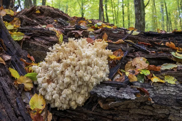 Gerahmter Druck : Bärenschopf (Hericium coralloides) Gerahmter Druck : Bärenschopf (Hericium coralloides)