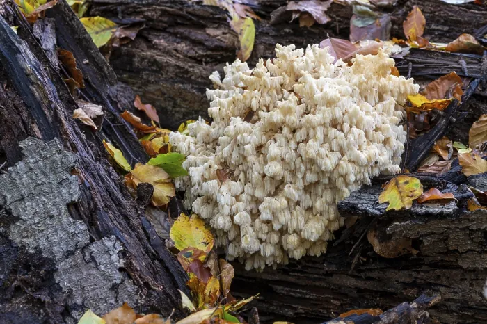 Gerahmter Druck : Bärenschopf (Hericium coralloides) Gerahmter Druck : Bärenschopf (Hericium coralloides)