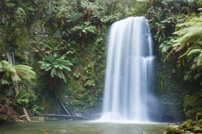 Gerahmter Druck : Beauchamp-Wasserfall im Regenwald. Gerahmter Druck : Beauchamp-Wasserfall im Regenwald.
