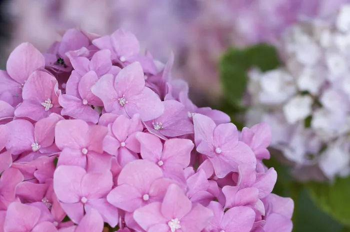 Gerahmter Druck : Schöne Hydrangea-Blüten in großer Aufnahme Gerahmter Druck : Schöne Hydrangea-Blüten in großer Aufnahme