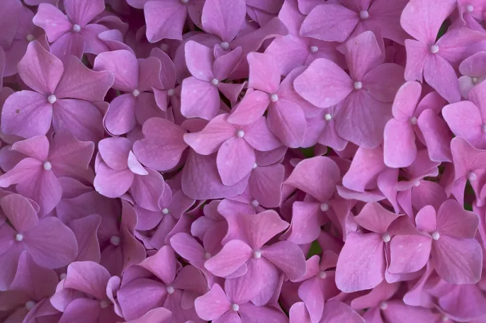 Gerahmter Druck : Schöne Makrobilder von Hydrangeabläue Gerahmter Druck : Schöne Makrobilder von Hydrangeabläue