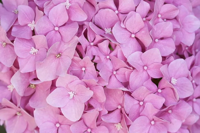 Gerahmter Druck : Schönblühende Hydrangea-Blüten Makro Gerahmter Druck : Schönblühende Hydrangea-Blüten Makro