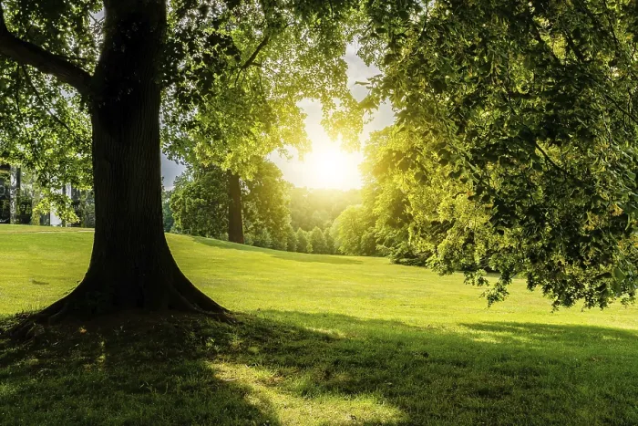 Gerahmter Druck : Ein schönes blättriges Baum in dem Feld. Gerahmter Druck : Ein schönes blättriges Baum in dem Feld.