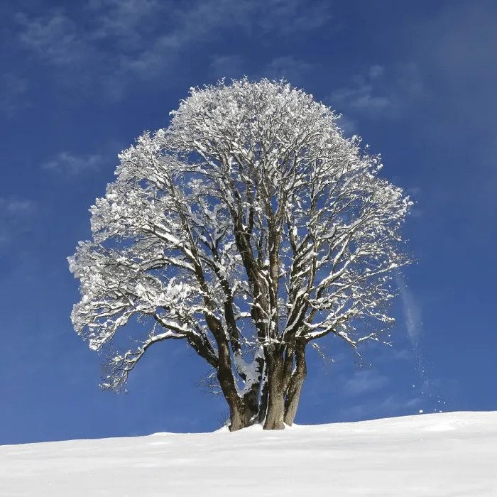 Gerahmter Druck : Schöner Ahornbaum an einem Wintertag. Gerahmter Druck : Schöner Ahornbaum an einem Wintertag.
