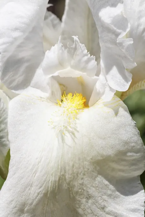 Gerahmter Druck : Schöne, bunt gefärbte Irisblüte blüht im Garten. Gerahmter Druck : Schöne, bunt gefärbte Irisblüte blüht im Garten.