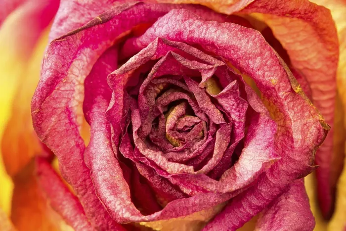 Gerahmter Druck : Schöne Rosenblüte im Nahblick für Hintergrund. Gerahmter Druck : Schöne Rosenblüte im Nahblick für Hintergrund.