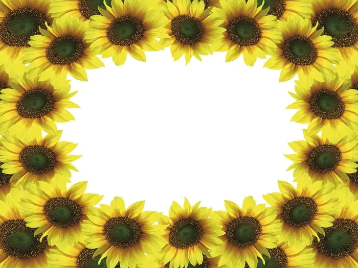 Gerahmter Druck : Sonnenblumenrahmen Gerahmter Druck : Sonnenblumenrahmen