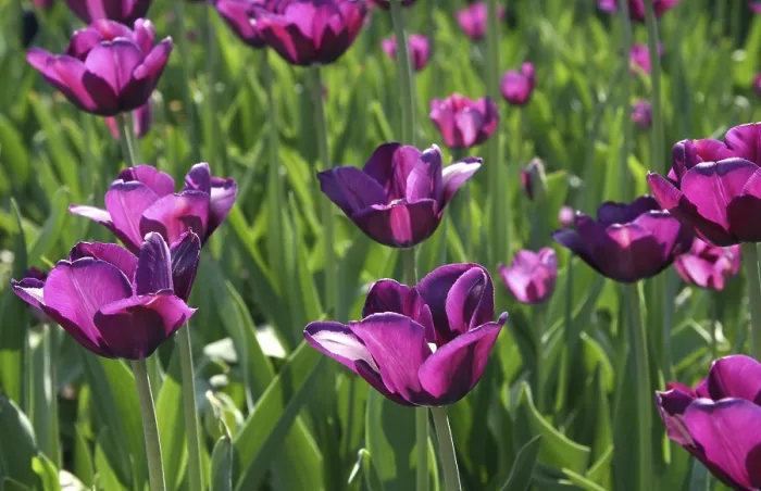 Gerahmter Druck : Schöne Tulpenhintergrund. Gerahmter Druck : Schöne Tulpenhintergrund.