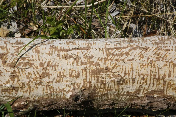 Gerahmter Druck : Baumstamm mit Biberbiss im Laizer Steinbruchsee, Paultertal Industriepark, Laiz-Inzigkofen, Sigmaringen-Kreis, Baden-Württemberg Gerahmter Druck : Baumstamm mit Biberbiss im Laizer Steinbruchsee, Paultertal Industriepark, Laiz-Inzigkofen, Sigmaringen-Kreis, Baden-Württemberg
