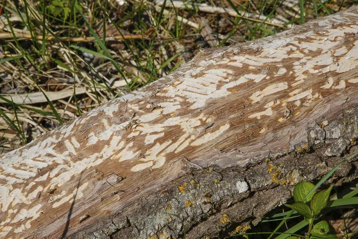 Gerahmter Druck : Biber-Biss an einem Baumstamm in der Laizer Steinbruchseen, Paultertal Industriegebiet, Laiz-Inzigkofen, Sigmaringen Kreis, Baden-Württemberg Gerahmter Druck : Biber-Biss an einem Baumstamm in der Laizer Steinbruchseen, Paultertal Industriegebiet, Laiz-Inzigkofen, Sigmaringen Kreis, Baden-Württemberg