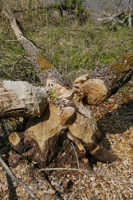 Gerahmter Druck : Baumstamm mit Biberbiss, Schäden durch Biber, Laizer Steinbruchsee, Paultertal Industriepark, Laiz-Inzigkofen, Sigmaringen Landkreis Gerahmter Druck : Baumstamm mit Biberbiss, Schäden durch Biber, Laizer Steinbruchsee, Paultertal Industriepark, Laiz-Inzigkofen, Sigmaringen Landkreis