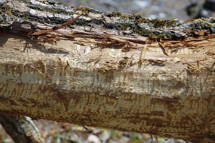Gerahmter Druck : Baumstamm mit Biberbiss im Laizer Steinbruchsee, Paultertal Industriegebiet, Laiz-Inzigkofen, Sigmaringen Kreis, Baden-Württemberg Gerahmter Druck : Baumstamm mit Biberbiss im Laizer Steinbruchsee, Paultertal Industriegebiet, Laiz-Inzigkofen, Sigmaringen Kreis, Baden-Württemberg