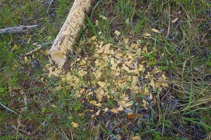 Gerahmter Druck : Baumstamm mit Biberbiss in der Laizer Steinbruchteich, Baden-Württemberg, Deutschland Gerahmter Druck : Baumstamm mit Biberbiss in der Laizer Steinbruchteich, Baden-Württemberg, Deutschland