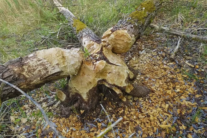Gerahmter Druck : Baumstamm mit Biberbiss, Schäden an einem Baum durch einen Biber in der Laizer Steinbruchteich bei Paultertal. Gerahmter Druck : Baumstamm mit Biberbiss, Schäden an einem Baum durch einen Biber in der Laizer Steinbruchteich bei Paultertal.