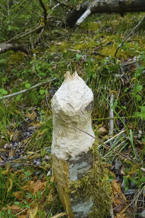 Gerahmter Druck : Baumstamm mit Biberbiss, Schäden durch Biber, Laizer Steinbruchsee, Paultertal Industriepark, Laiz-Inzigkofen, Sigmaringen Landkreis Gerahmter Druck : Baumstamm mit Biberbiss, Schäden durch Biber, Laizer Steinbruchsee, Paultertal Industriepark, Laiz-Inzigkofen, Sigmaringen Landkreis