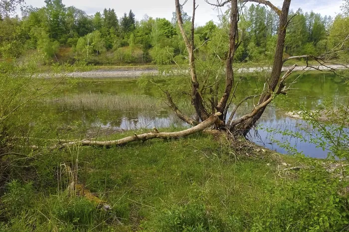 Gerahmter Druck : Baumstamm mit Biberbiss, Schäden durch Biber, Laizer Steinbruchsee, Paultertal Industriegebiet, Laiz-Inzigkofen, Sigmaringen Landkreis Gerahmter Druck : Baumstamm mit Biberbiss, Schäden durch Biber, Laizer Steinbruchsee, Paultertal Industriegebiet, Laiz-Inzigkofen, Sigmaringen Landkreis