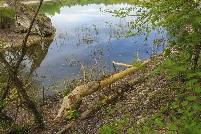 Gerahmter Druck : Baumstamm mit Biberbiss, Schäden durch Biber, Laizer Steinbruchsee, Paultertaler Industriepark, Laiz-Inzigkofen, Sigmaringenkreis, Baden-Württemberg Gerahmter Druck : Baumstamm mit Biberbiss, Schäden durch Biber, Laizer Steinbruchsee, Paultertaler Industriepark, Laiz-Inzigkofen, Sigmaringenkreis, Baden-Württemberg