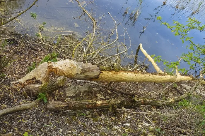 Gerahmter Druck : Baumstamm mit Biberbiss, Schäden durch Biber, Laizer Steinbruchsee, Paultertal Industriepark, Laiz-Inzigkofen Gerahmter Druck : Baumstamm mit Biberbiss, Schäden durch Biber, Laizer Steinbruchsee, Paultertal Industriepark, Laiz-Inzigkofen