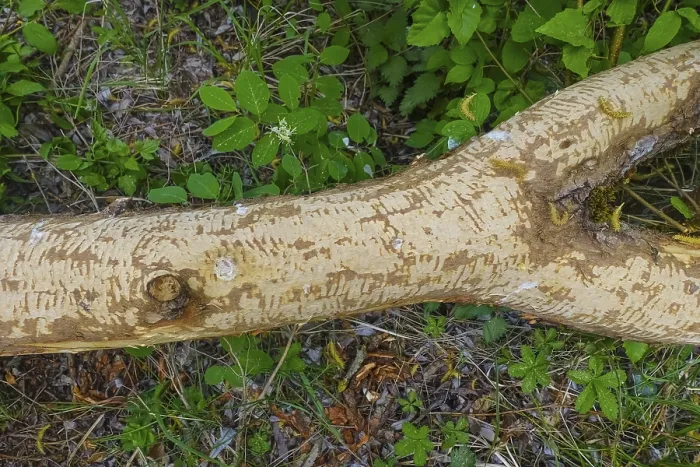 Gerahmter Druck : Biber beißen in einem Baumstamm im Laizer Steinbruchsee, Paultertal Industriepark, Laiz-Inzigkofen, Sigmaringen-Kreis, Baden-Württemberg Gerahmter Druck : Biber beißen in einem Baumstamm im Laizer Steinbruchsee, Paultertal Industriepark, Laiz-Inzigkofen, Sigmaringen-Kreis, Baden-Württemberg