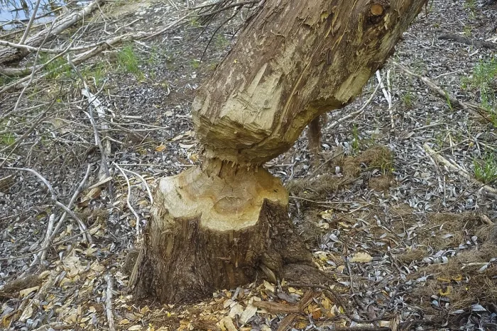 Gerahmter Druck : Beaver-Biss an einem Baumstamm in der Laizer Steinbruchteich, Paultertal Industriegebiet, Laiz-Inzigkofen, Sigmaringen Kreis, Baden-Württemberg, Deutschland Gerahmter Druck : Beaver-Biss an einem Baumstamm in der Laizer Steinbruchteich, Paultertal Industriegebiet, Laiz-Inzigkofen, Sigmaringen Kreis, Baden-Württemberg, Deutschland