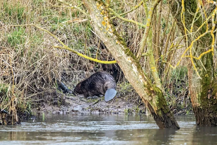 Gerahmter Druck : Ein Biber am Ufer mit einem Baumstamm. Gerahmter Druck : Ein Biber am Ufer mit einem Baumstamm.