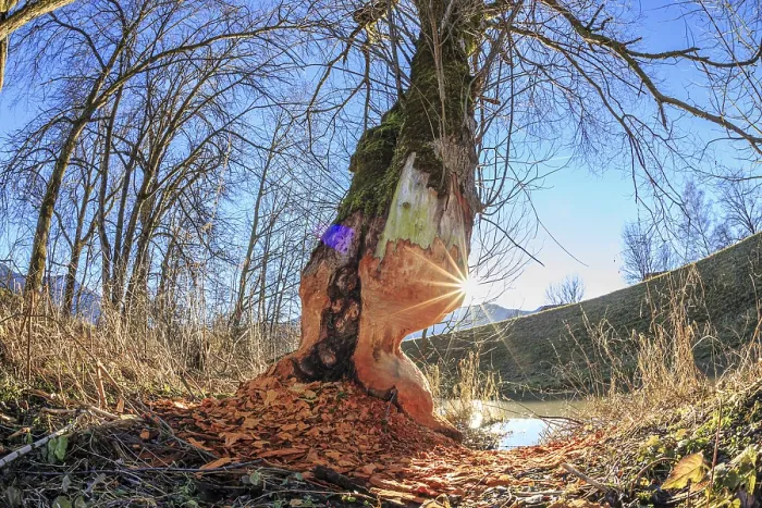 Gerahmter Druck : Biberabdrücke auf einem Baum, Sonnenstrahlen. Gerahmter Druck : Biberabdrücke auf einem Baum, Sonnenstrahlen.