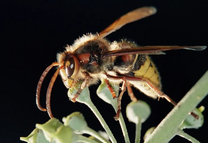 Gerahmter Druck : Bee Gerahmter Druck : Bee