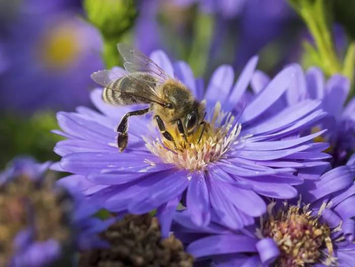 Gerahmter Druck : Biene, Aster (Aster), helllila Gerahmter Druck : Biene, Aster (Aster), helllila