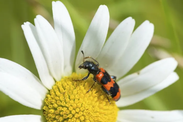 Gerahmter Druck : Bienenkäfer, Bienenwolf, Gemeiner Bienenkäfer