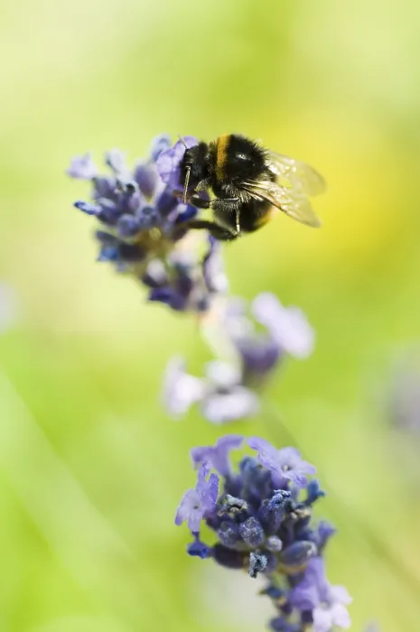 Gerahmter Druck : Bienen auf blauen Blüten.