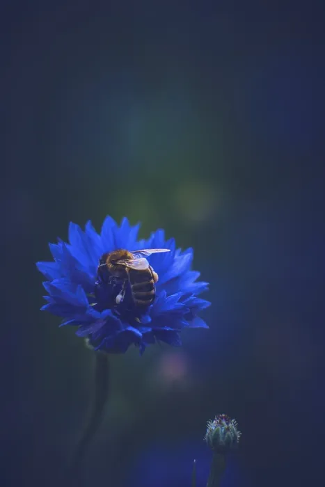 Gerahmter Druck : Bienen sammeln Pollen an einer Kornblume. Gerahmter Druck : Bienen sammeln Pollen an einer Kornblume.