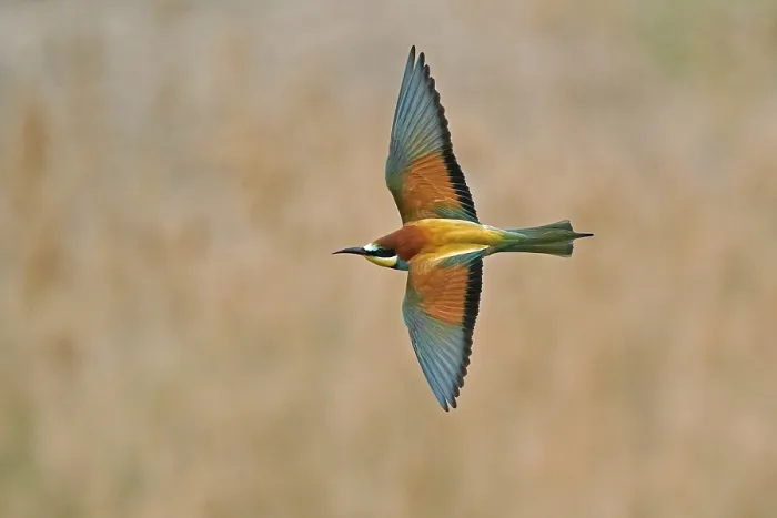 Gerahmter Druck : Schleiereule (Merops apiaster) im Flug. Gerahmter Druck : Schleiereule (Merops apiaster) im Flug.