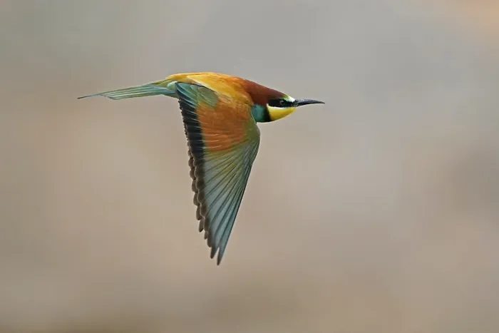 Gerahmter Druck : Schwalbenkauz (Merops apiaster) im Flug. Gerahmter Druck : Schwalbenkauz (Merops apiaster) im Flug.