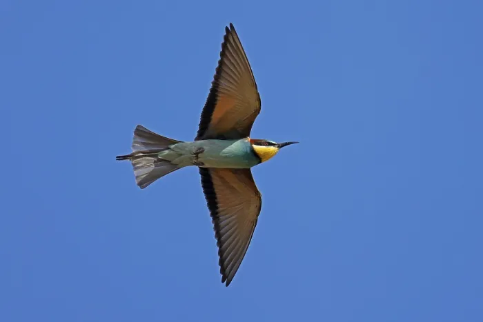Gerahmter Druck : Schleiereule (Merops apiaster) fliegt. Gerahmter Druck : Schleiereule (Merops apiaster) fliegt.