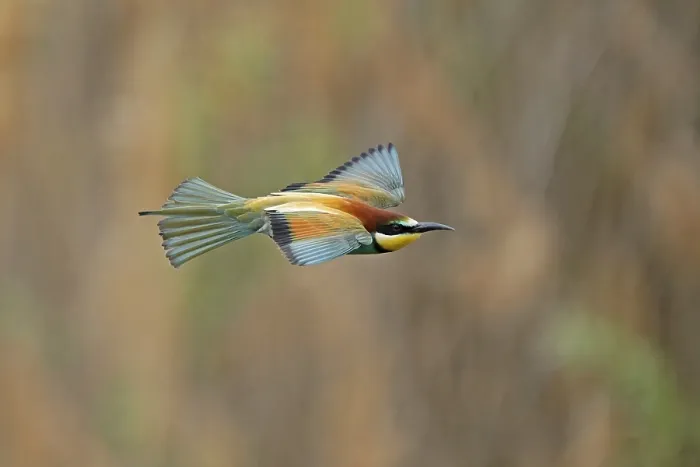 Gerahmter Druck : Schwalbenstar (Merops apiaster) fliegt.