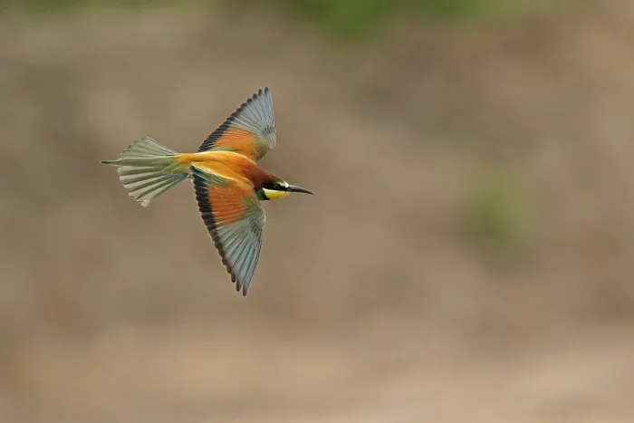 Gerahmter Druck : Bienenfresser (Merops apiaster) im Flug. Gerahmter Druck : Bienenfresser (Merops apiaster) im Flug.