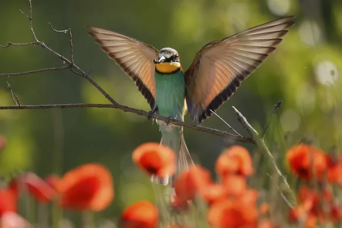 Gerahmter Druck : Bienenfresser (Merops apiaster) fliegt auf Ast. Gerahmter Druck : Bienenfresser (Merops apiaster) fliegt auf Ast.