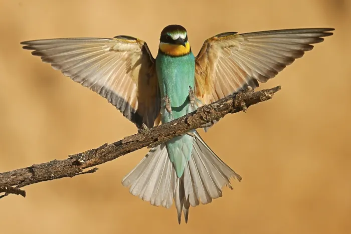 Gerahmter Druck : Schleiereule (Merops apiaster) fliegt auf Ast. Gerahmter Druck : Schleiereule (Merops apiaster) fliegt auf Ast.