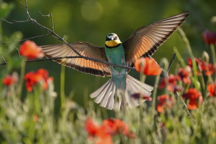 Gerahmter Druck : Schwalbenstar (Merops apiaster) fliegt auf Zweig. Gerahmter Druck : Schwalbenstar (Merops apiaster) fliegt auf Zweig.