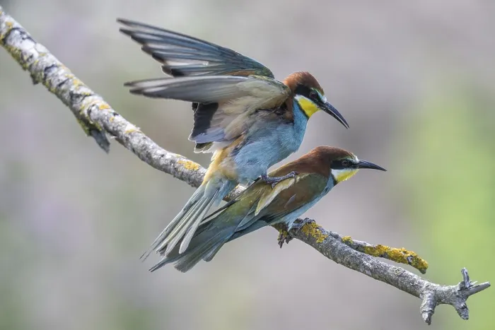 Gerahmter Druck : Schleiereule (Merops apiaster), Paarung. Gerahmter Druck : Schleiereule (Merops apiaster), Paarung.