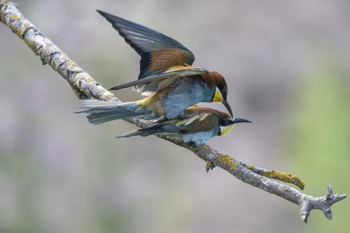 Gerahmter Druck : Bienenfresser (Merops apiaster), Paarung. Gerahmter Druck : Bienenfresser (Merops apiaster), Paarung.