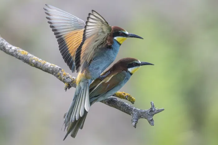 Gerahmter Druck : Schwalbenstar (Merops apiaster), Paarung.
