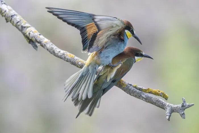 Gerahmter Druck : Schwalbenstar (Merops apiaster), Paarung. Gerahmter Druck : Schwalbenstar (Merops apiaster), Paarung.