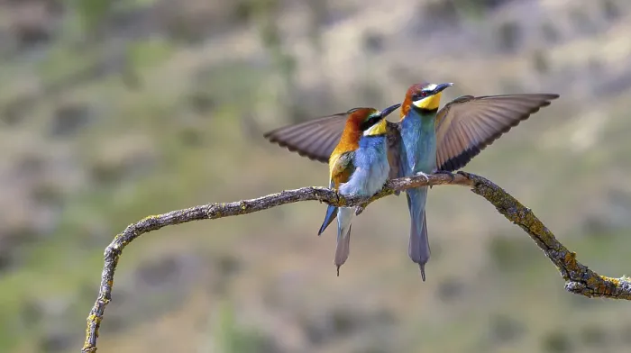 Gerahmter Druck : Schwalbenstar, Merops apiaster, Mittelmeerwald. Gerahmter Druck : Schwalbenstar, Merops apiaster, Mittelmeerwald.